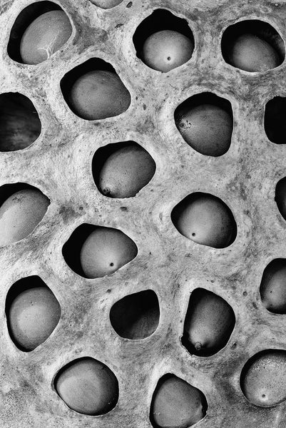 Black and white detail photograph of a beautifully weird lotus seed pod with pockets full of lotus seeds.