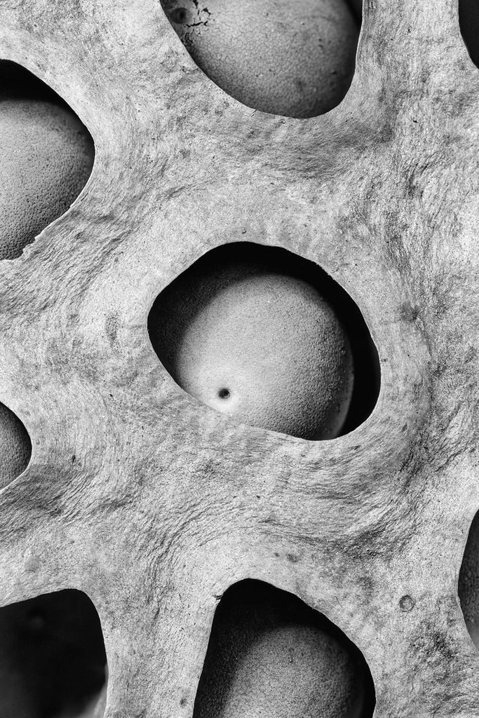 Black and white macro photograph of lotus seeds sitting inside holes in the head of the lotus seed pod.