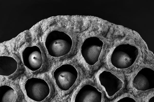 Black and white photograph of the organic shape of a lotus seed pod filled with seeds.