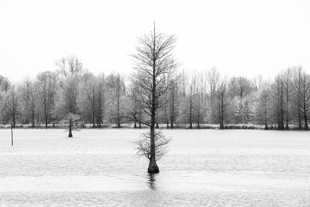 Black and white landscape photograph of a cypress tree growing in the center of a sunlit lake.
