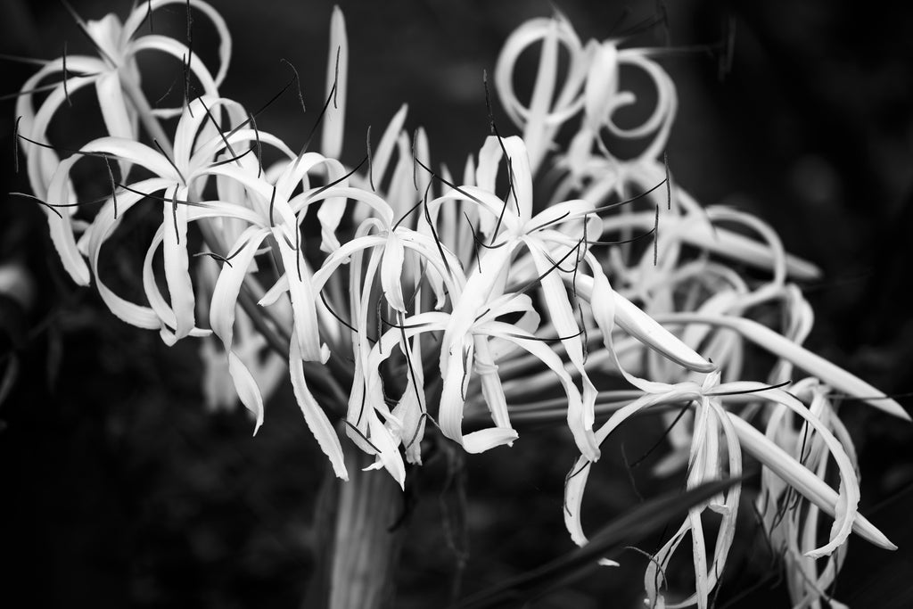 Black and white photograph of a flower that becomes almost abstract in monochrome.