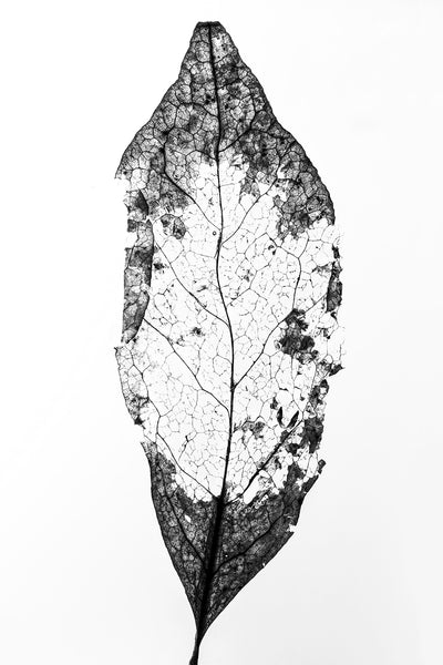 Black and white macro photograph of a decomposing leaf shot in great detail against an illuminated white background revealing the textures and structures beautifully.