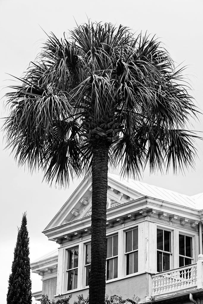 Black and white photograph of a South Carolina palm tree with a beautiful, historic old house in Charleston behind it.