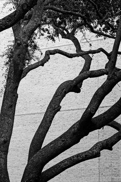 Black and white photograph of the big branches of an oak tree among the brick walls of buildings in urban Charleston.