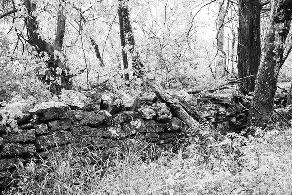 Black and white landscape photograph of an old stone wall in the woods.