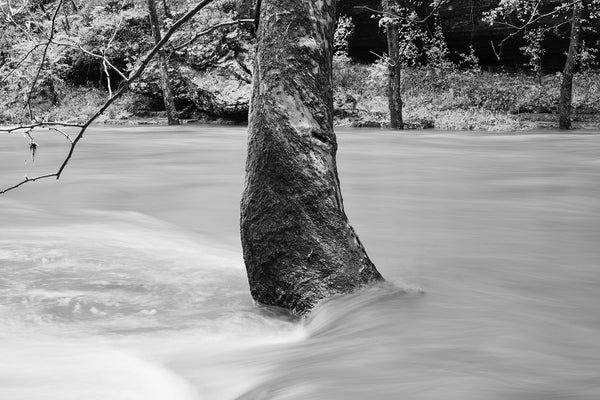 Black and white landscape photograph of large sycamore tree surrounded by rushing river water which has been blurred smooth by its movement.