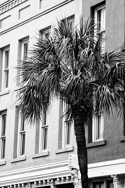 Black and white photograph of one of Charleston's iconic palm trees seen on East Bay Street.