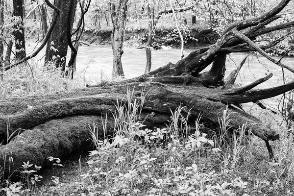 Black and white landscape photograph of giant black tree covered in moss and lying among fresh spring growth beside the river where it tumbled to the ground.