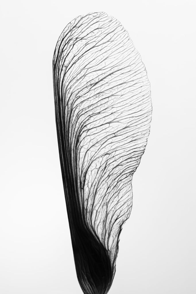 Black and white minimalist macro photograph of a tree seed wing that has been lit from behind to show its details. The seed is strong and beautiful in its simplicity.