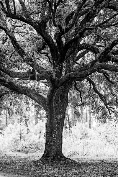 Black and white photograph of a magnificent oak tree with Spanish moss reigning over the surrounding forest on Edisto Island, near Charleston.