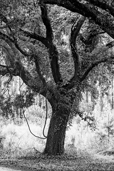 Black and white photograph of a giant southern oak tree with dangling vines seen near Charleston.