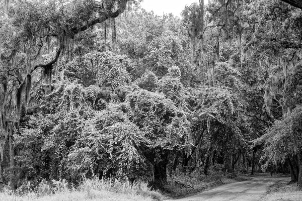 Black and white photograph of a dirt road leading through a grove of big oak trees on a rainy day.