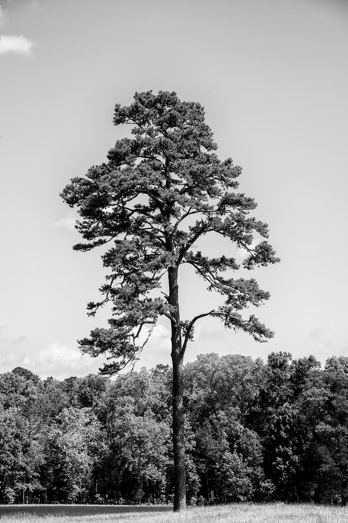 Black and white landscape photograph of a beautiful tall southern pine tree on a sunny day.
