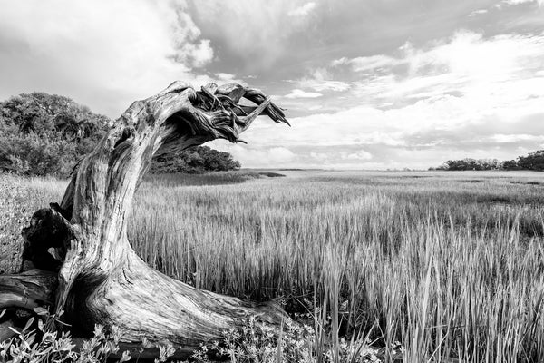 Black and white photograph of a twisted old tree in the middle of a saltwater marsh landscape.