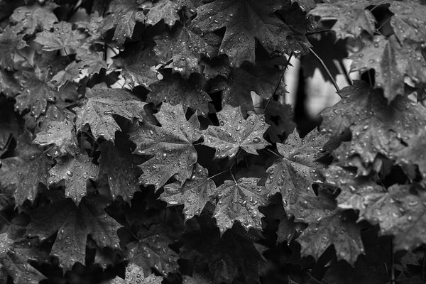 Black and white photograph of a wet tree leaves on a dark and rainy morning.