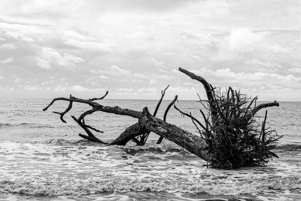 Black and white landscape photograph of fallen tree lying in ocean surf.