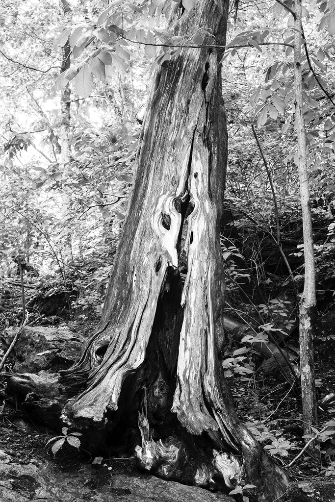 Black and white photograph of the rich woodgrain textures of a beautiful old tree on a wooded hillside