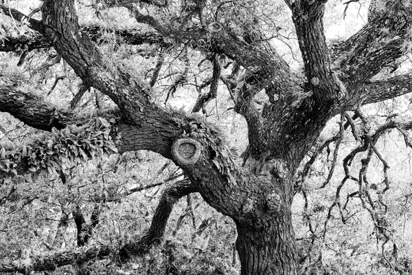 Black and white photograph of a magnificent oak tree with resurrection ferns growing in its branches.