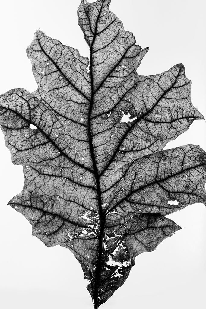 Black and white photograph of a fallen leaf shot in great detail against an illuminated white background