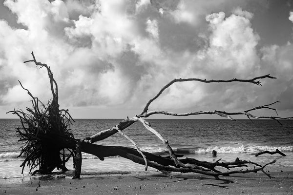 Black and white landscape photograph of fallen tree lying on the beach with stormy ocean clouds behind it on the horizon.