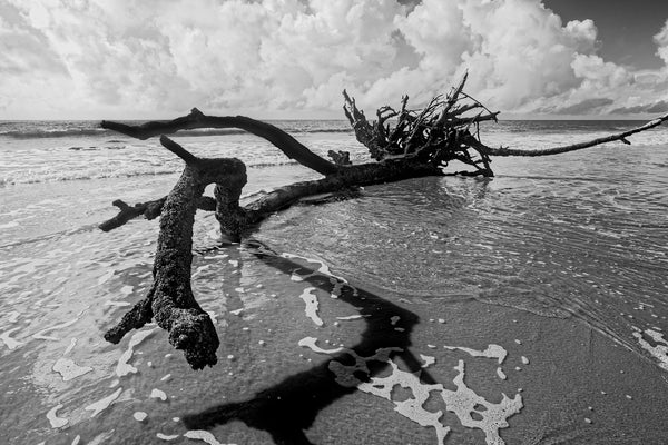 Black and white landscape photograph of fallen driftwood tree lying in the surf with a beautiful cloud bank looming on the horizon.