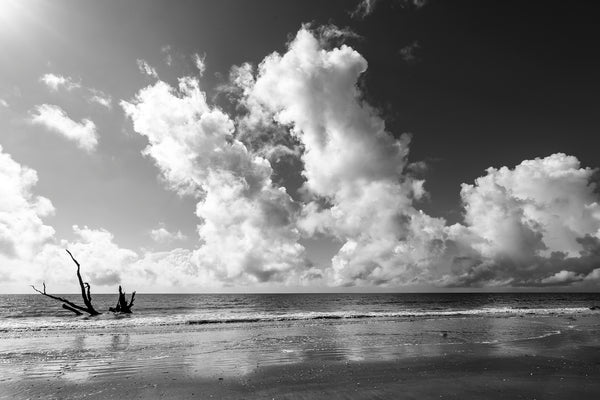 Black and white landscape photograph of towering beach clouds on the driftwood beach at Edisto Island South Carolina