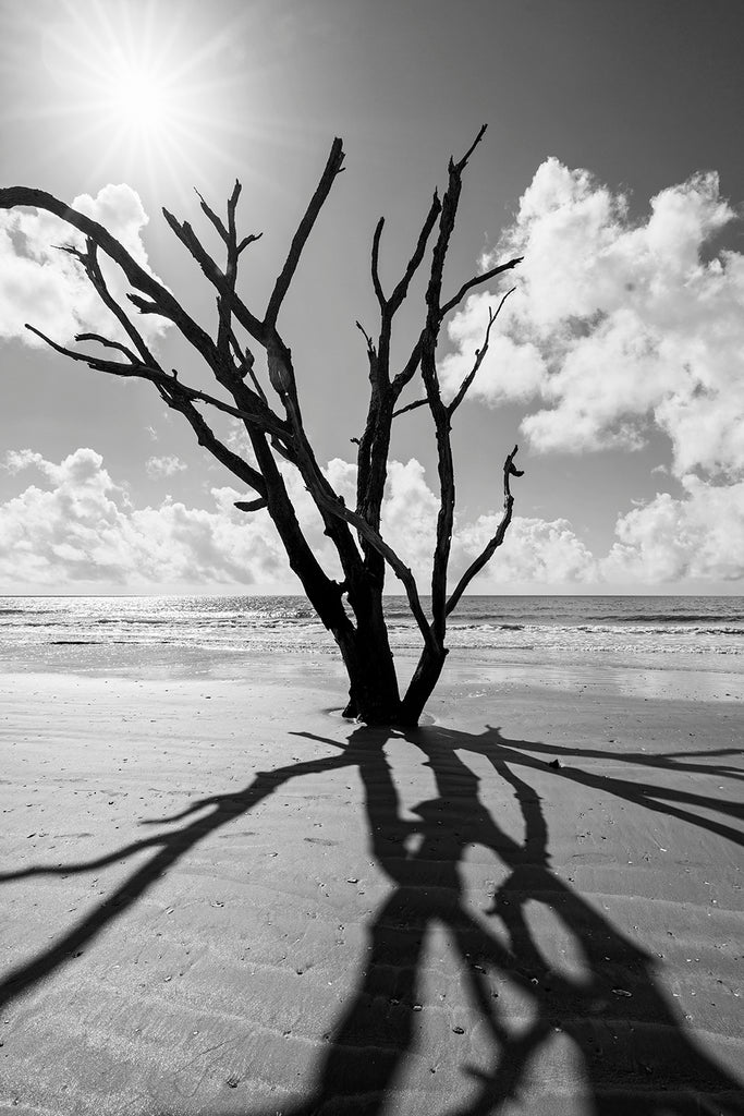 Black and white photograph of a dead tree on driftwood beach silhouetted against the radiating beams of the summer bright sun.