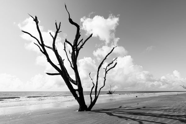 Black and white photograph of dead trees standing black in the bright sun and sand on driftwood beach.