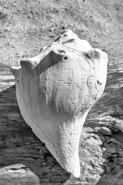 Weathered Sea Shell on Driftwood - Black and White Photograph (DSC03162A)