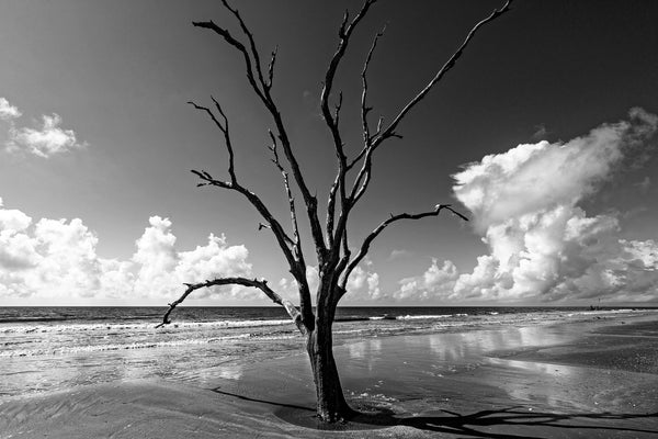 Black and white photograph of a dead tree on standing on the beach at Edisto Island, near Charleston.