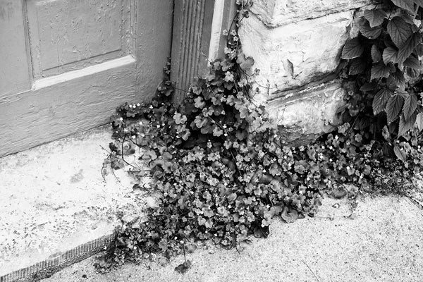 Black and white detail photograph of wild plants growing through the cracks and boundaries of a small town sidewalk and an old cut limestone doorstep.