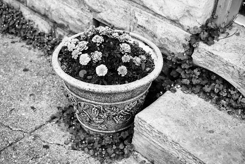Black and white detail photograph of a potted plant on a small town sidewalk surrounded by wild plants growing through the cracks and boundaries