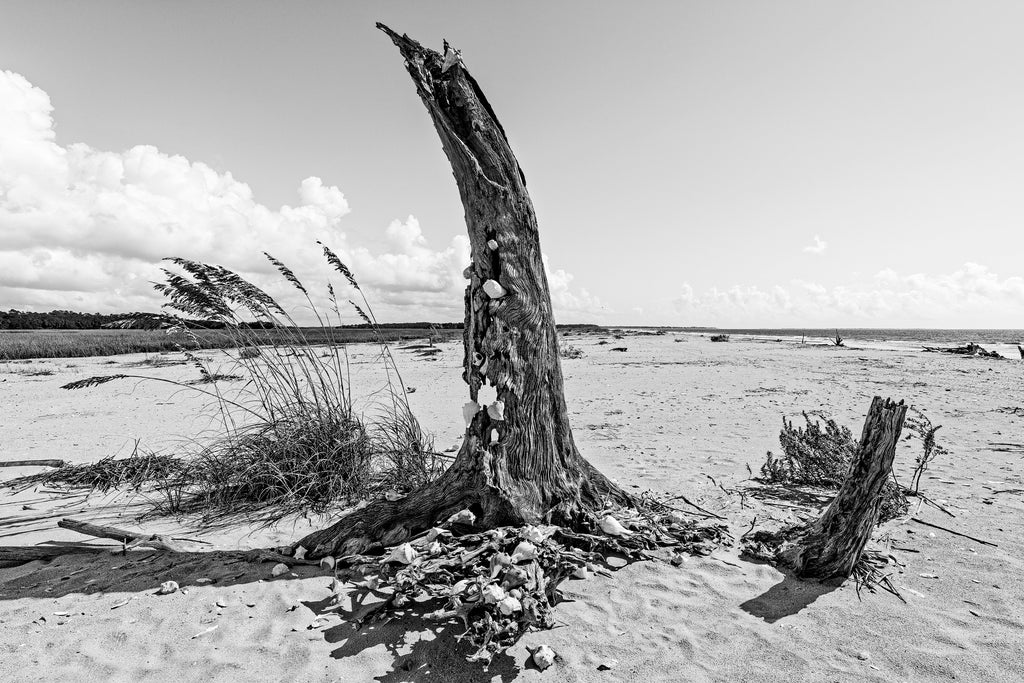 Black and white landscape photograph of a dead tree standing on the beach holding many sun bleached sea shells on its trunk and roots.