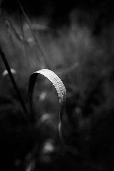 Black and white close-up photograph of a curled blade of grass in dramatic light.