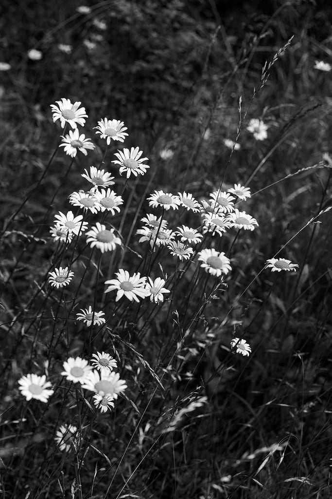 Black and white photograph of wild daisies growing in the tall grass of a meadow in summertime.