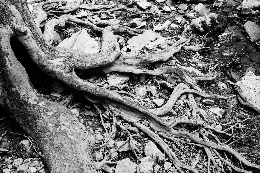 Black and white landscape photograph of curled and tangled roots from a sycamore tree clinging to the rocky bank of a stream