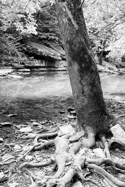 Black and white landscape photograph of a giant sycamore tree growing on the rocky bank of a languid stream