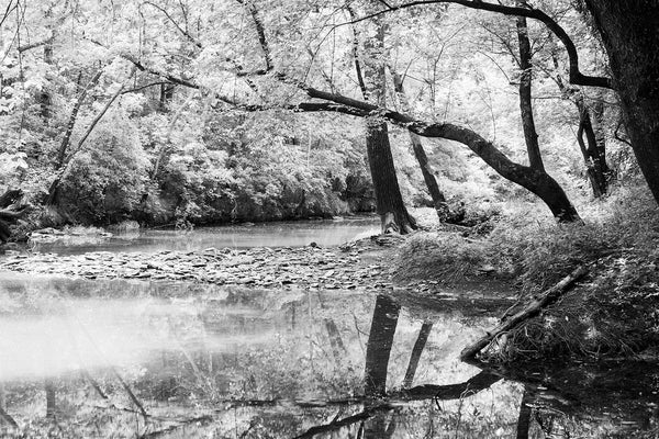 Black and white photograph of black trees reflecting in a languid stream with summer sunlight shining through the leaves