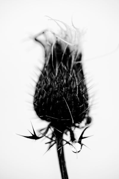 Black and white photograph of a dark winter thistle on a rainy day.