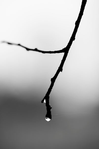 Black and white macro photograph of a raindrop clinging to the tip of a wet black tree branch.
