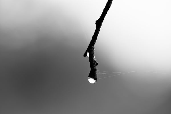 Minimalist black and white macro photograph of a raindrop clinging to the tip of a black tree branch.