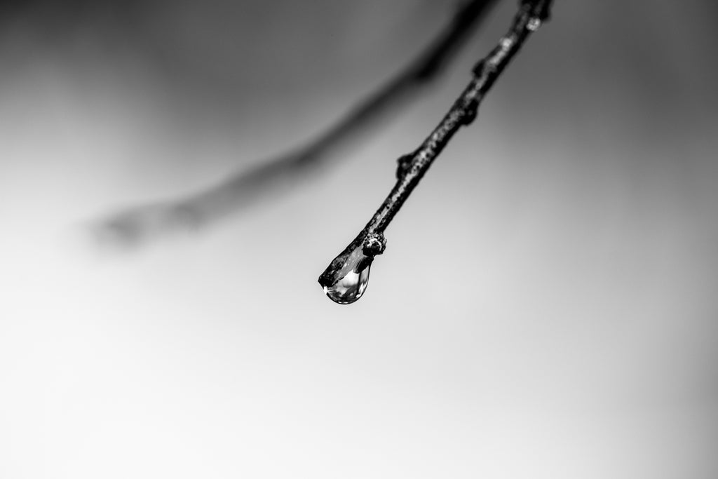 Minimalist black and white macro photograph of a raindrop filled with inverted images dangling from the tip of a glistening tree branch.