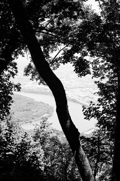 Black and white landscape photograph of a tree on Lookout Mountain overlooking Moccasin Bend in Chattanooga, Tennessee.
