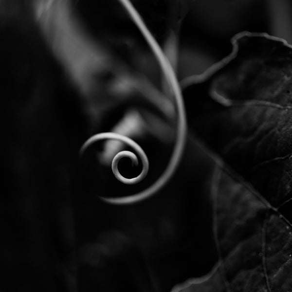 Black and white photograph of a tiny vine tendril curled into a spiral