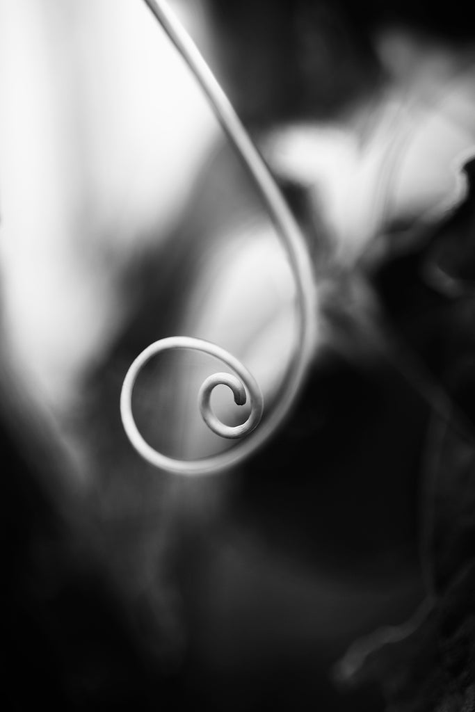 Black and white macro photograph of a tiny curled vine tendril in dramatic light.