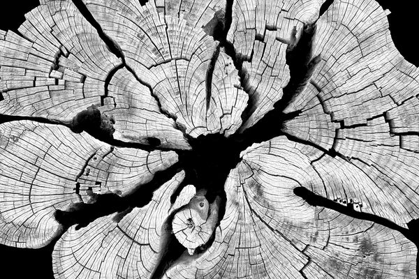 Black and white detail photograph of abstract lines and patterns inside a cracked and weathered cedar tree stump