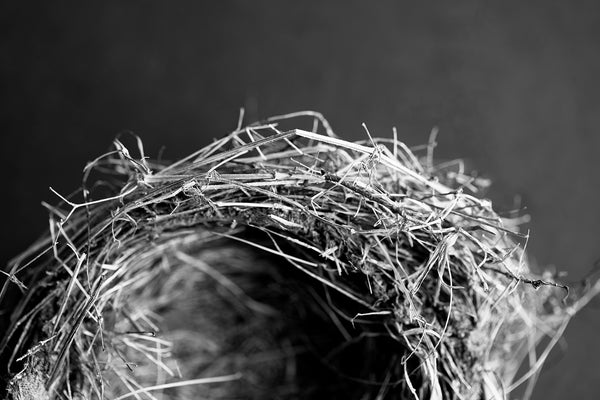 Close-up black and white fine art photograph of an intricately beautiful bird nest on a plain dark background.