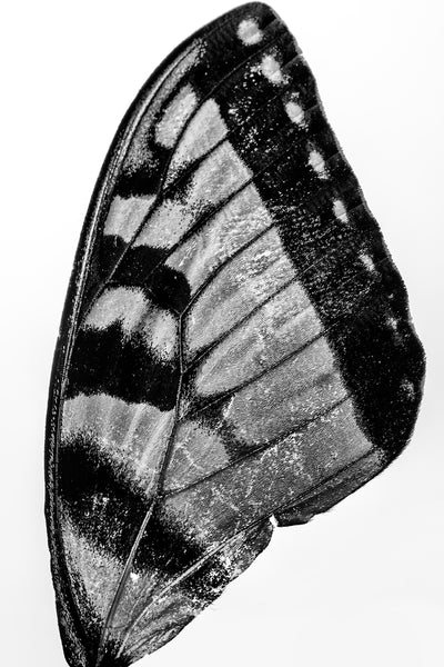 Detailed black and white macro photograph of a textured black and yellow butterfly wing discovered along a creek bed.