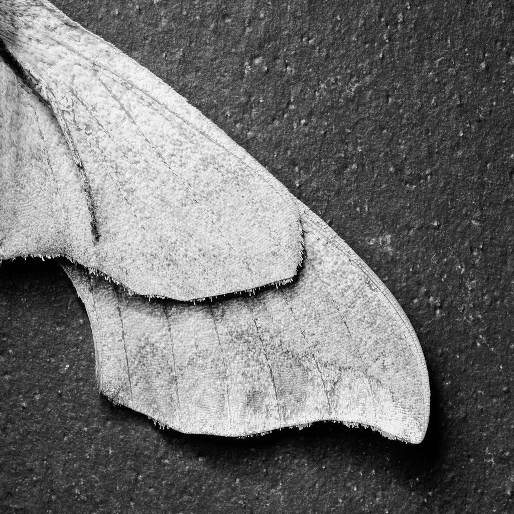 Moth Wings - Black and White Photograph (Square Format) (DSC04069)
