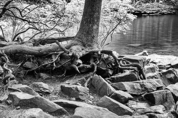 Black and white landscape photograph of exposed tree roots rambling amidst a very rocky lakeshore.